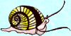 snail