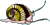 snail