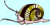 snail